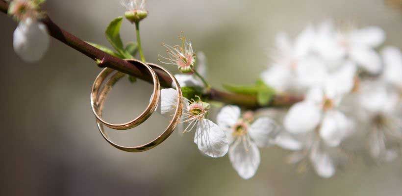 Two rings on a branch with flowers in the background. 
