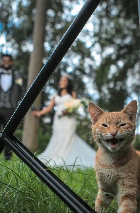 Cat in front of bride and groom.