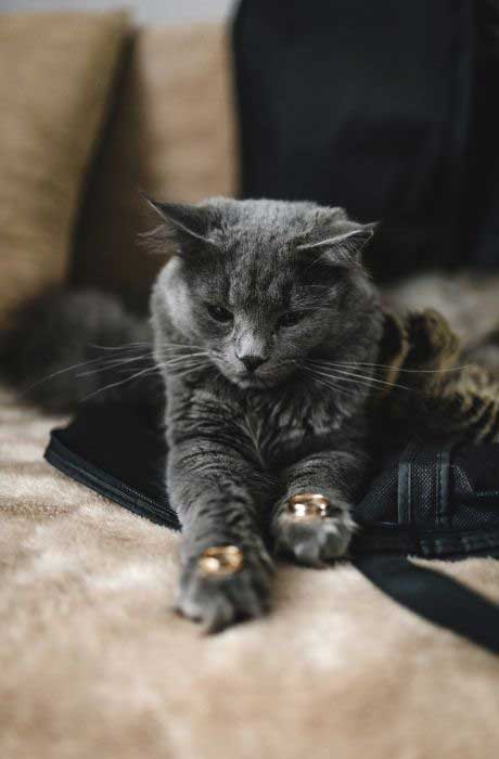 Gray cat holding wedding bands on paws.